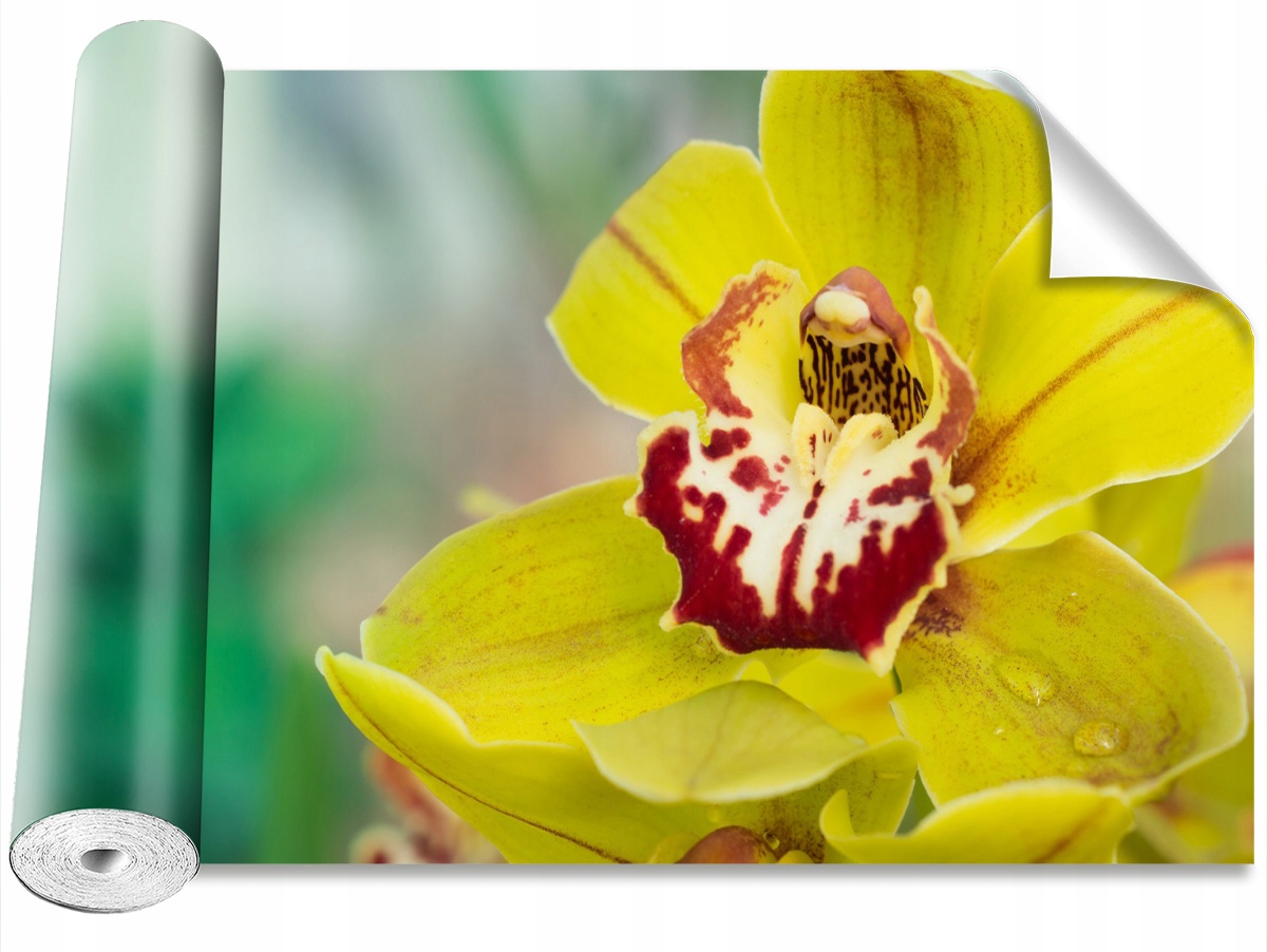 

Tapeta Samoprzylepna Żółta orchidea 152x104