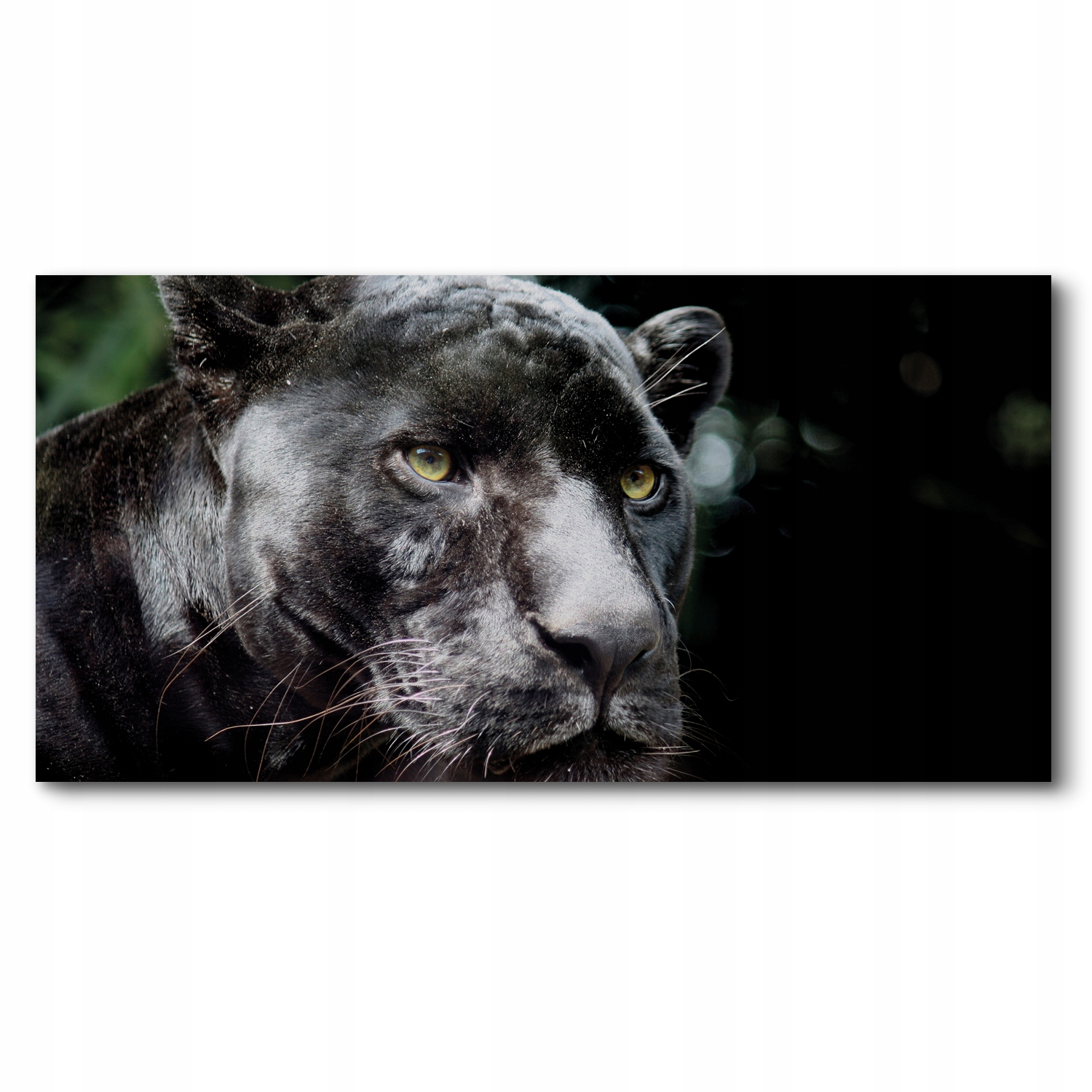 Černý jaguár 140x70 Foto-obraz canvas do interiéru
