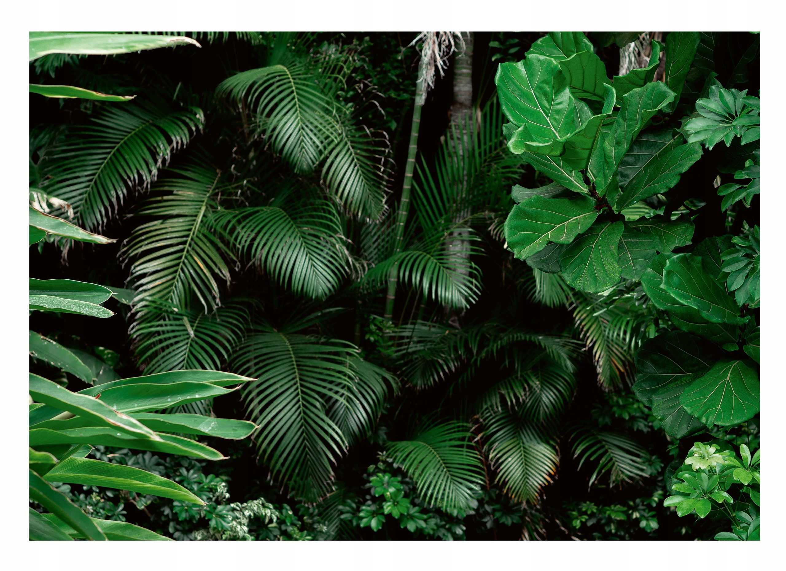 Fototapeta Temná Džungle 3D Listy Les 254x184