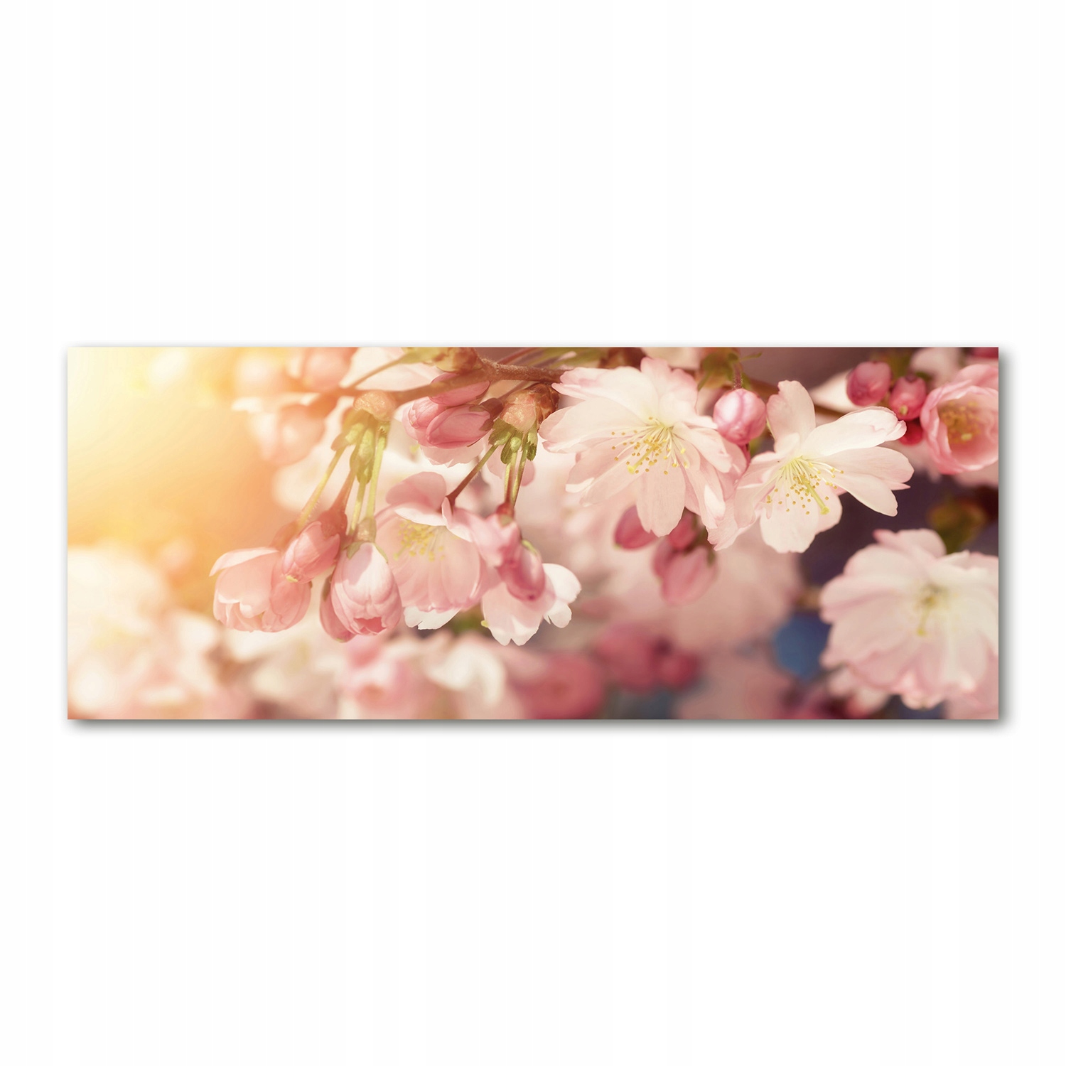

Foto obraz akryl zdjęcie Kwiaty wiśni 125x50 cm