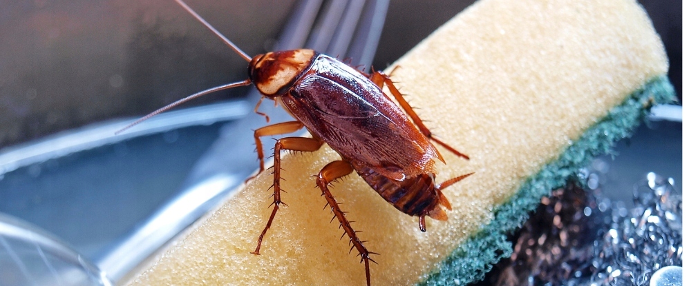 3x BOMBA DYMNA ŚRODEK NA KARALUCHY DOBOL FUMIGATOR 10g TRUJĄCA MGŁA EAN (GTIN) 8594059640345