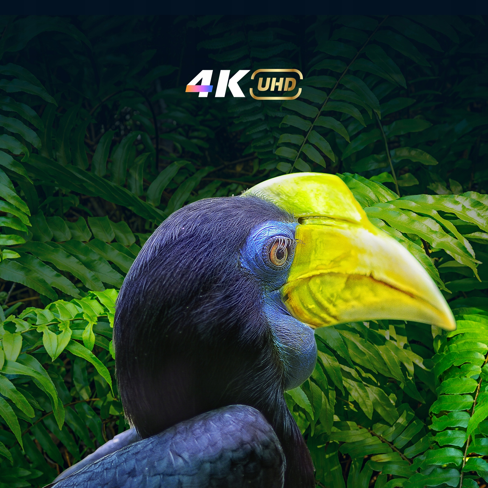 Telewizor CHiQ 65" 4K UHD Smart TV Android11 FRAMELESS Marka CHiQ