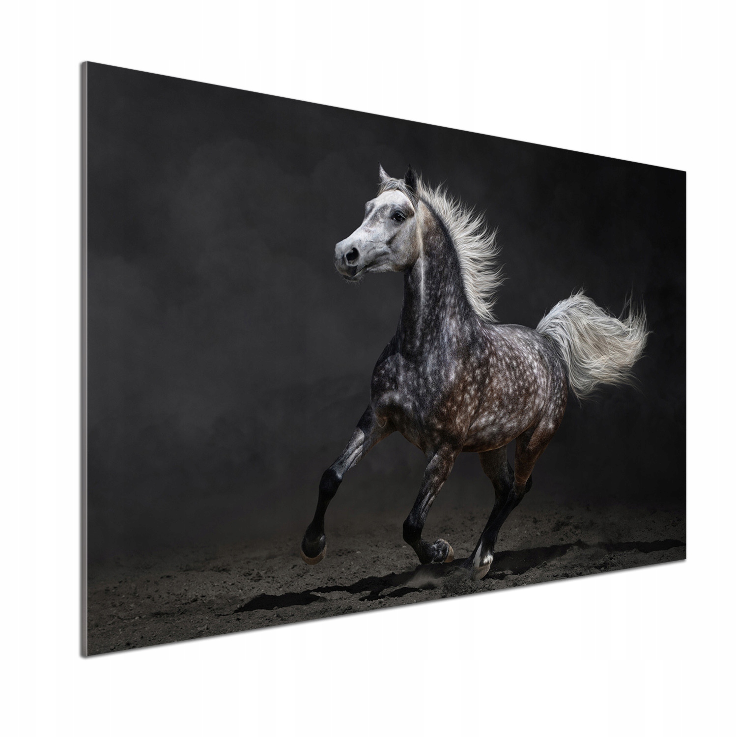 Panel do kuchyne Šedý arabský kôň 100 x 70 cm Lepidlo