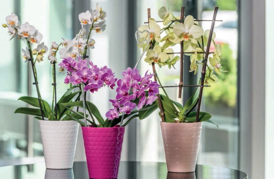 OSŁONKA DO STORCZYKA DIAMENT śr. 12,7CM FUKSJA POŁYSK Form-plastic EAN (GTIN) 5907474356303