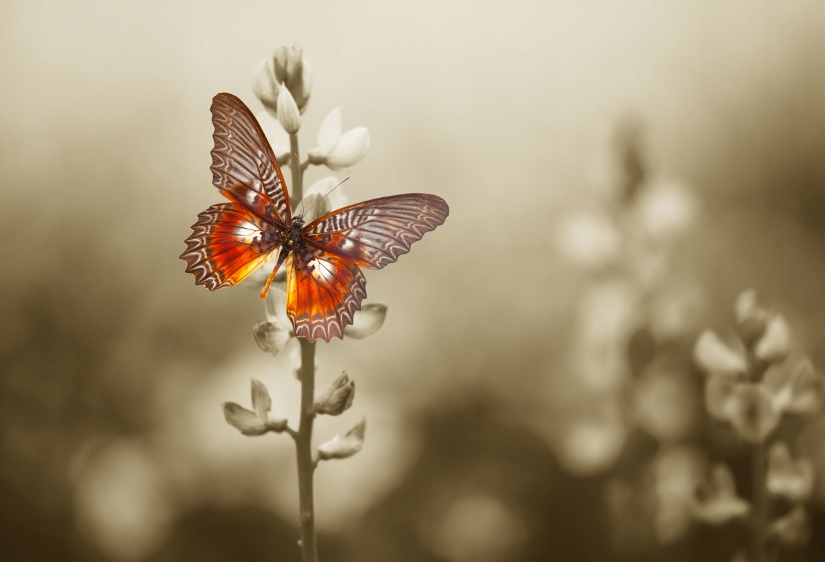 

Fototapeta Flizelinowa Motyl Kwiaty - 104x70