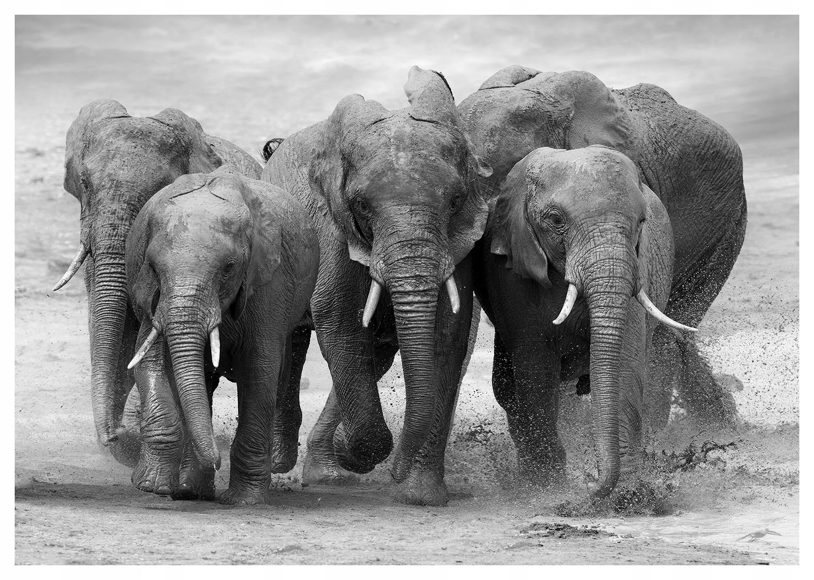 Fototapeta Africké slony rodina harmonie klid 368x254 lepidlo
