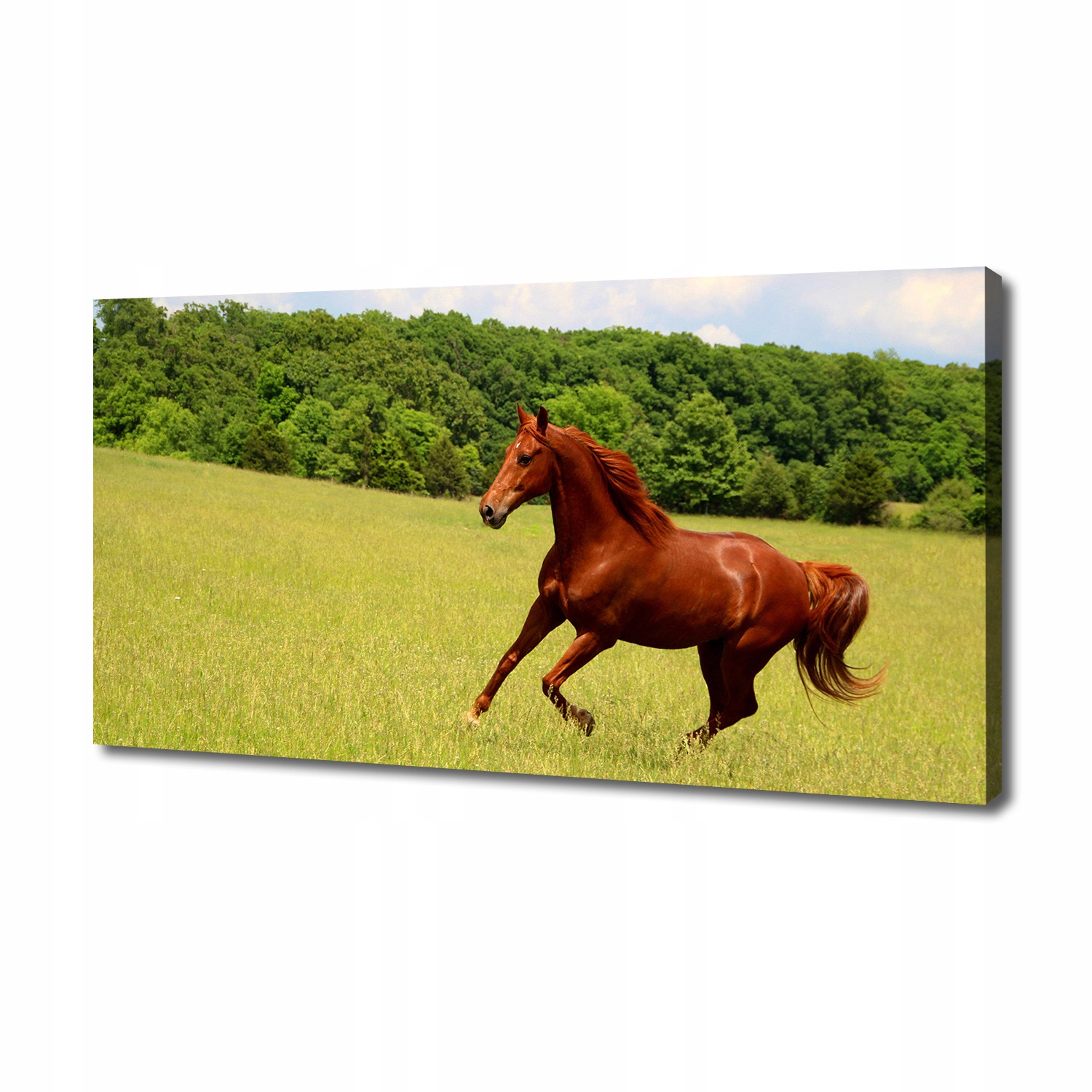 

Foto obraz canvas na ścianę Koń na łące 140x70 cm