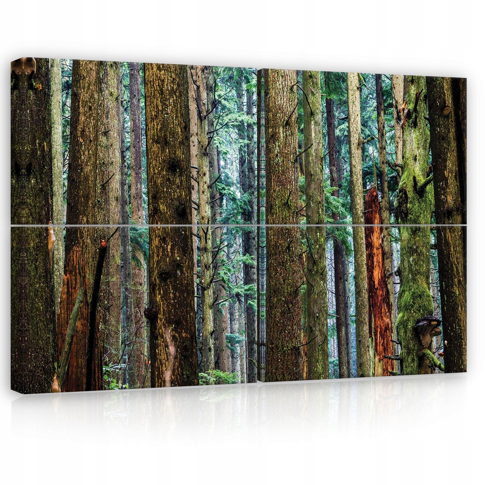 Obraz 120x80 Hustý les, ihličnaté stromy, lesná hustosť, pokoj, ticho, zelená farba