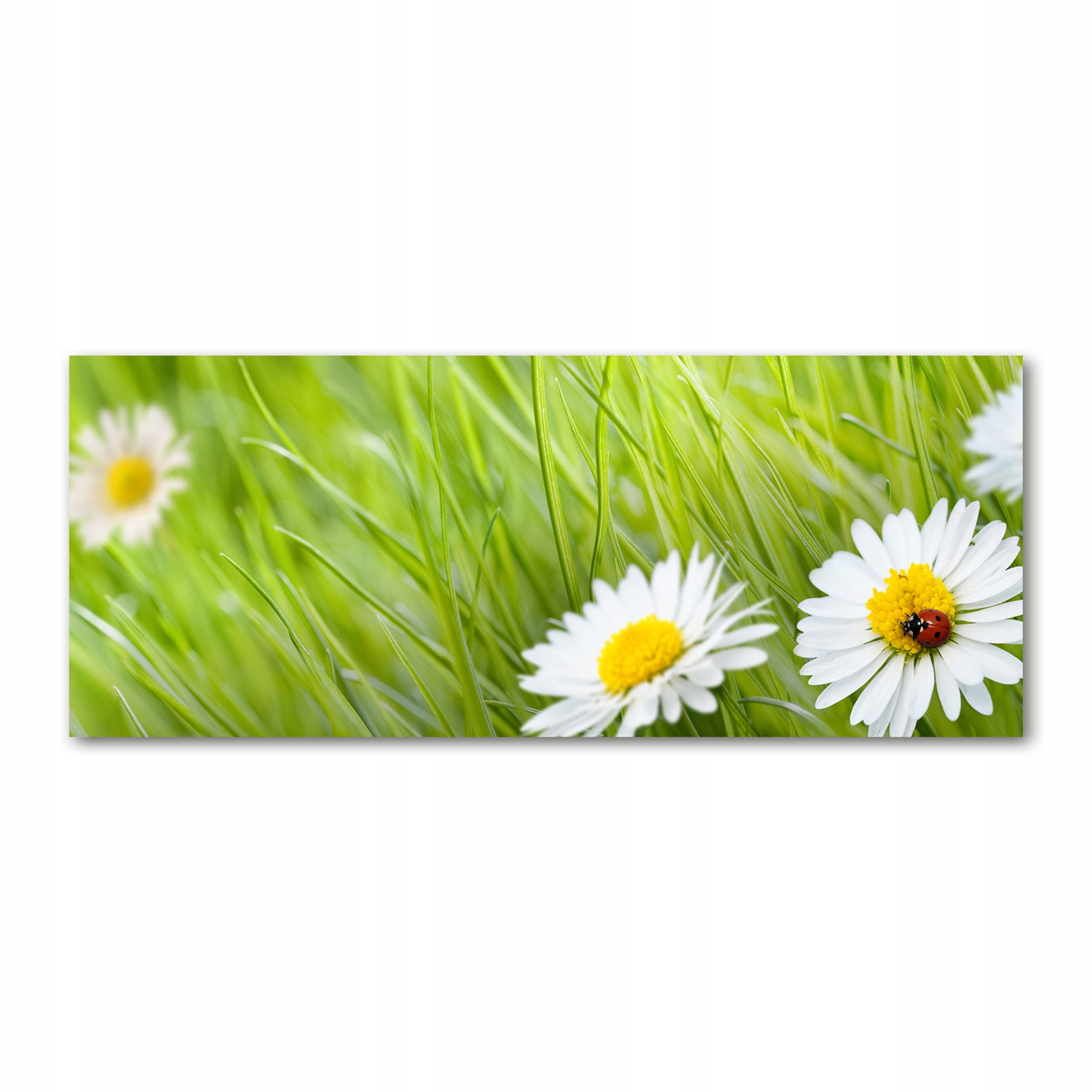 

Foto obraz akryl nowoczesny Stokrotki 125x50 cm