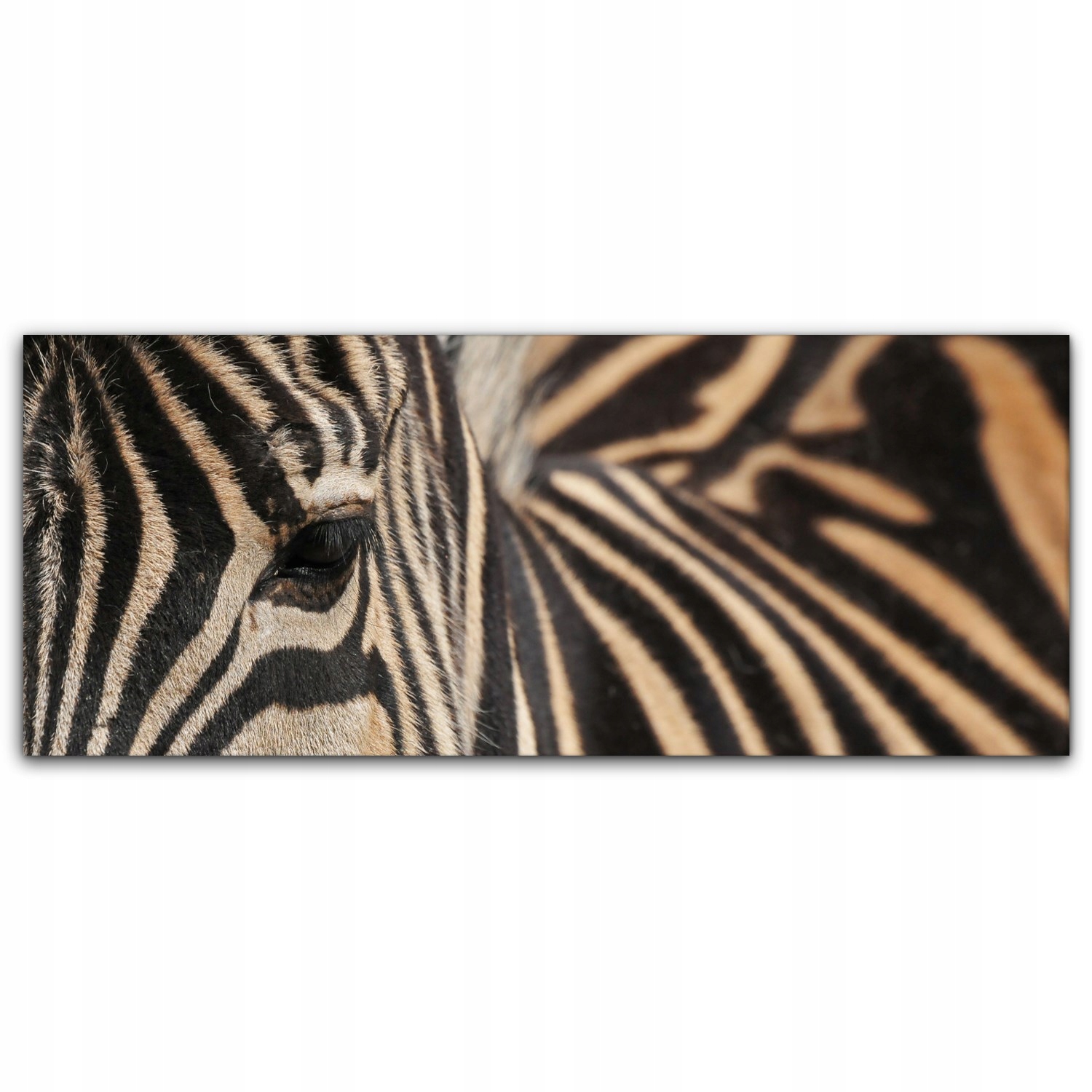 

Obraz Canvas dekoracja 125x50 Zebra Zwierzę Safari