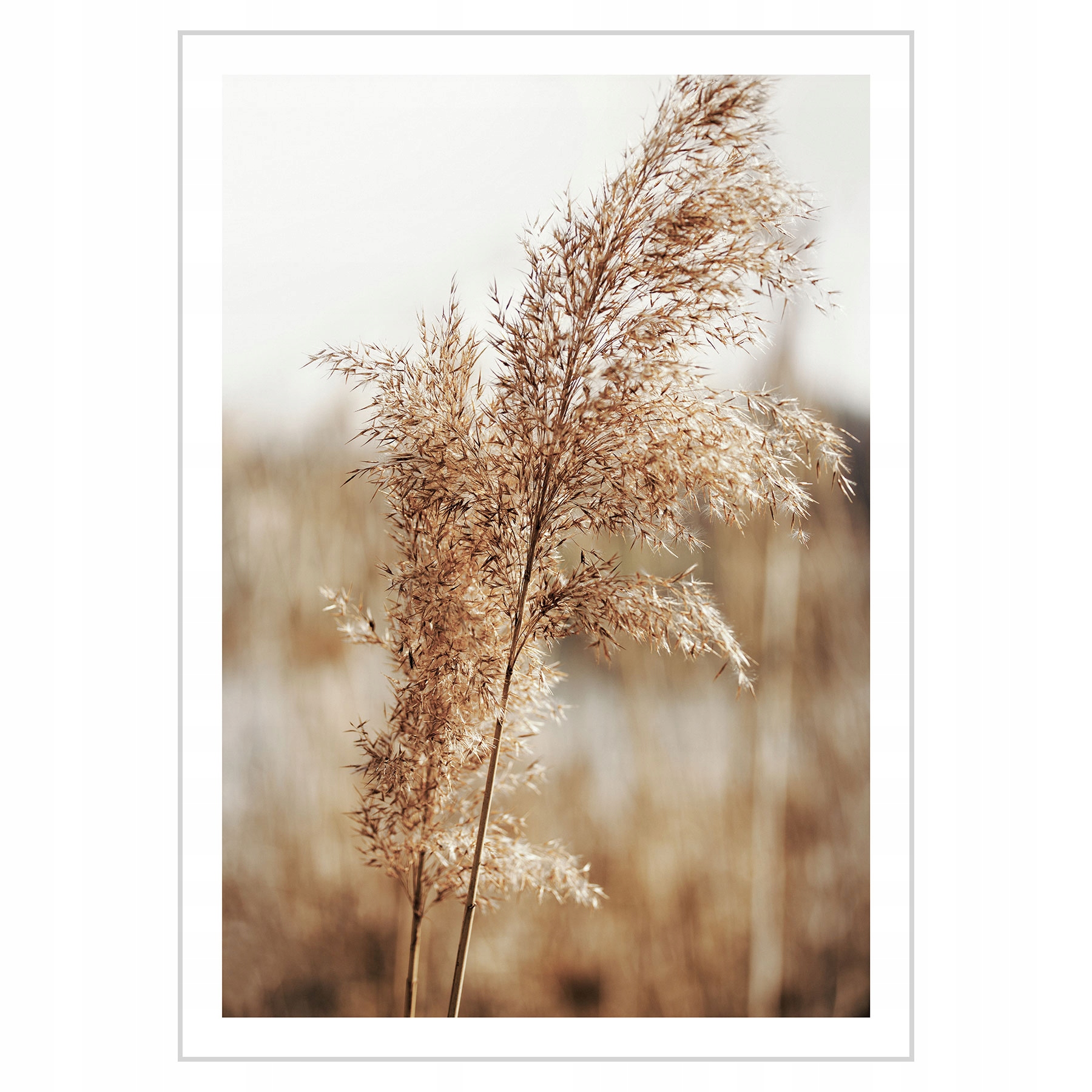 

Plakat 50x70 Łąka Natura Boho trawy N04