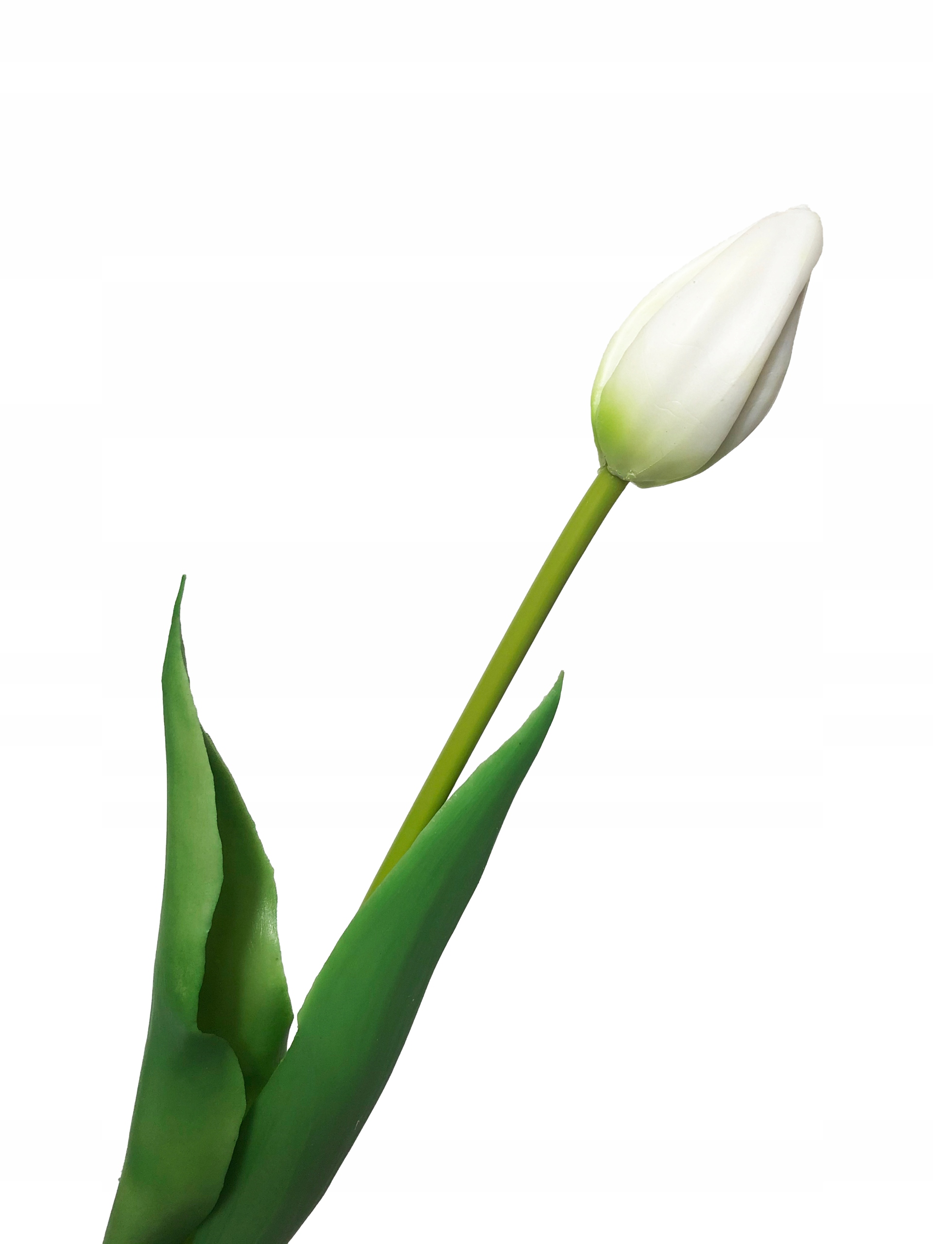 

Tulipan Gumowany Tulipany jak Żywe Kwiaty Biały