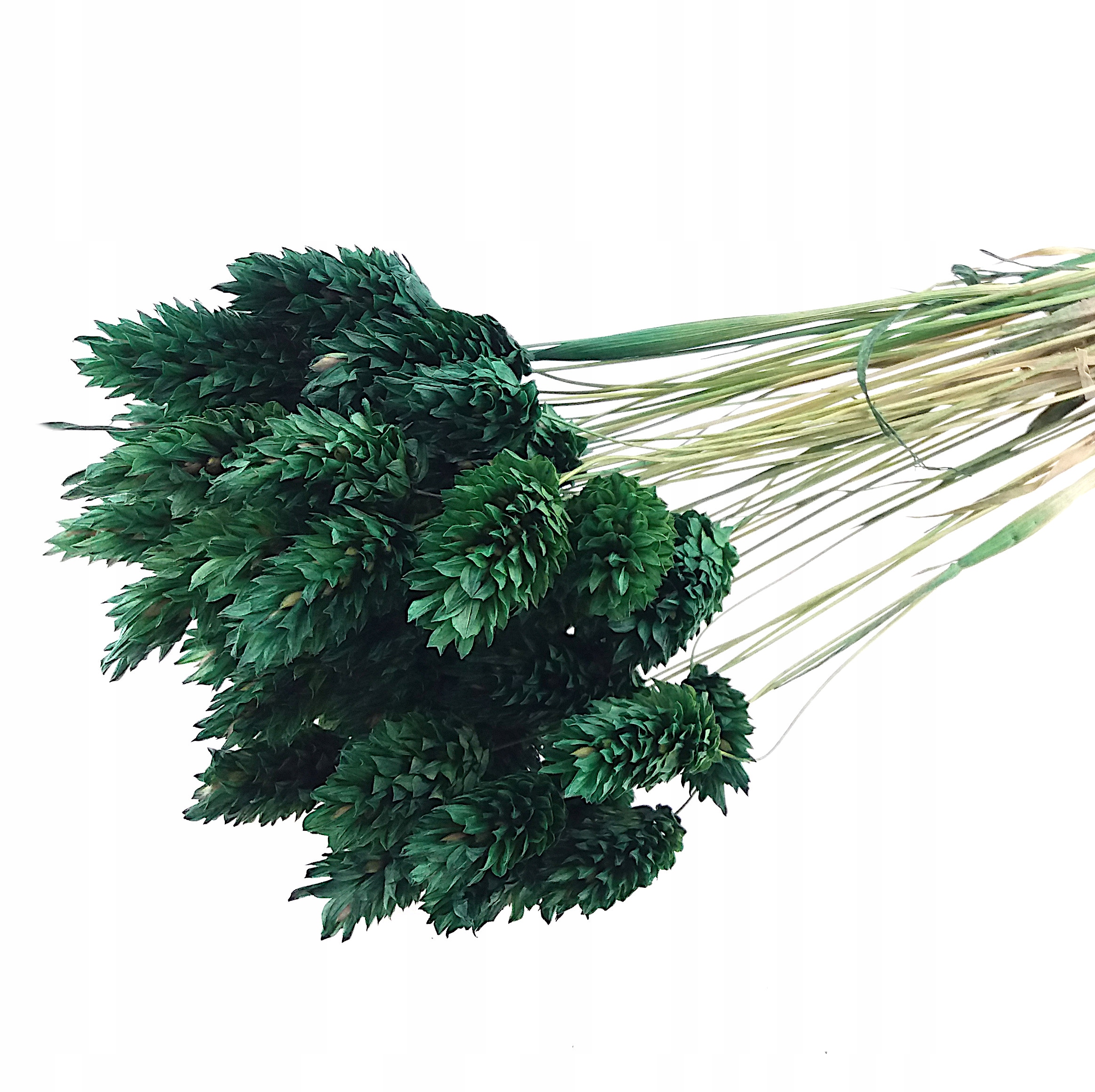 

Kanar Ciemnoziel. 2 trawa Phalaris suszki ozdobne