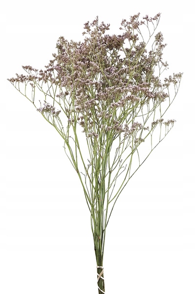Limonium ZATRWIAN NATURALNY BLADOWRZOSOWY suszki Marka inna