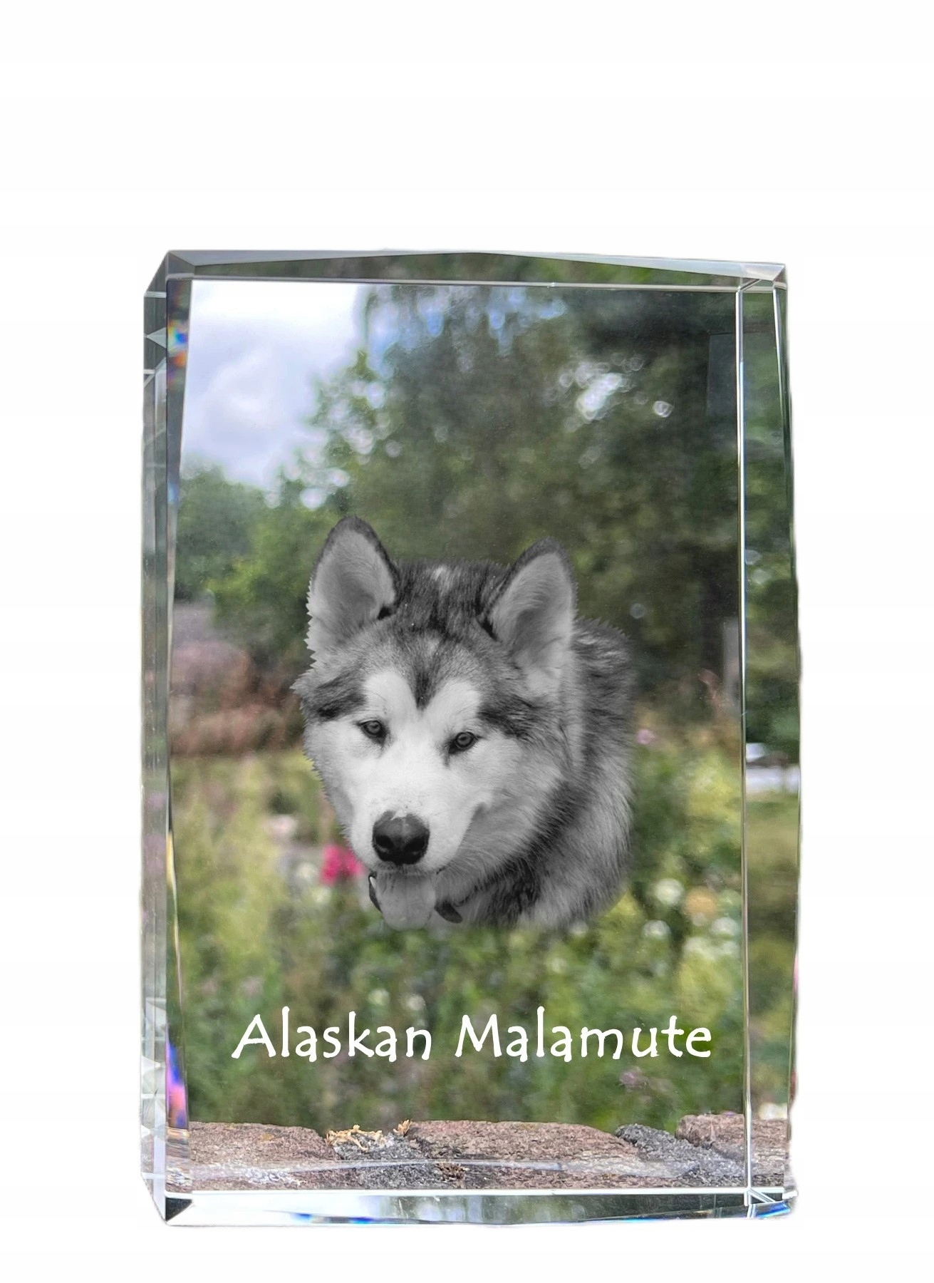 Alaskan Malamute kryształ ze zdjęciem psa, zdjęcie w szkle, nowoczesna ek