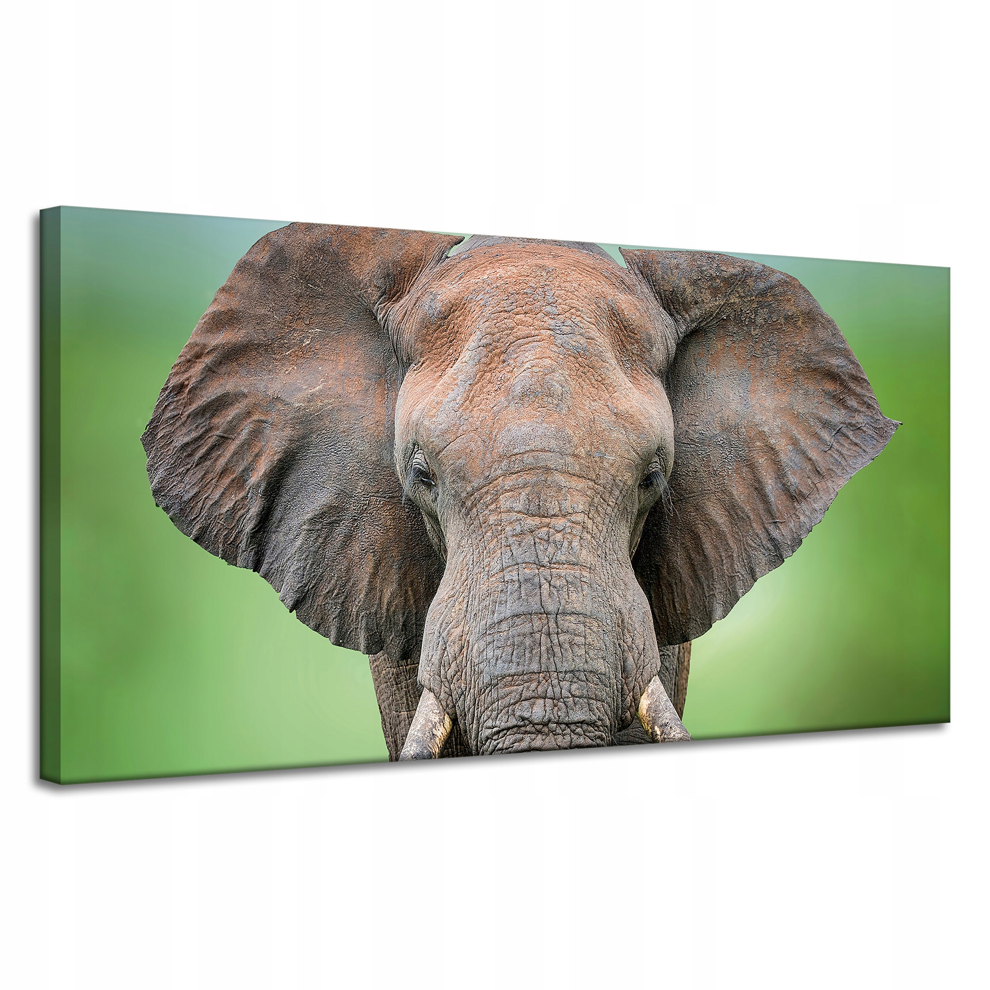 Obraz na plátně Tvář slona Kly Šedá Zvíře 120x60 cm