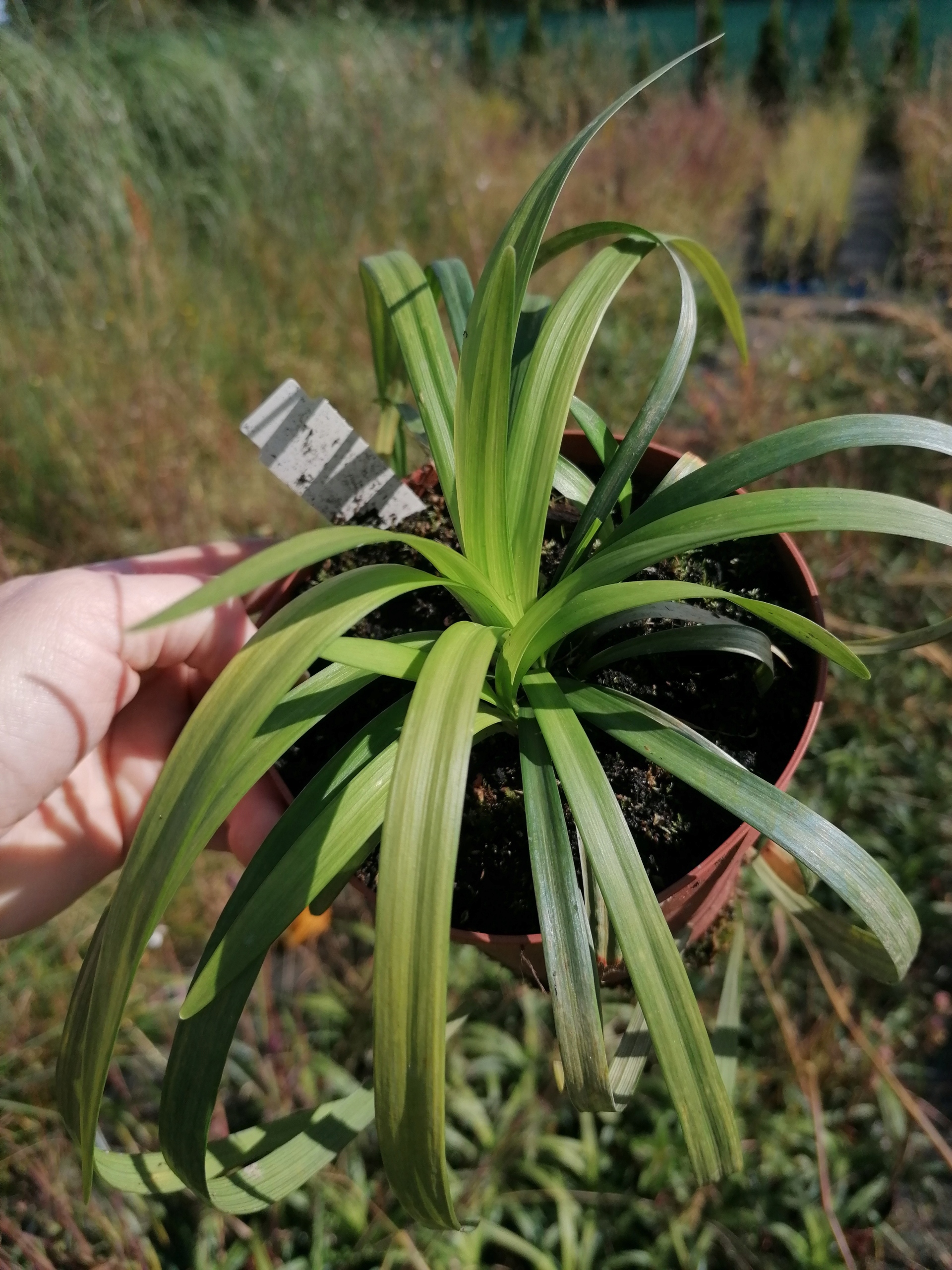 Liriope muscari 'Monroe White' Liriope szafirkowe Roślina w postaci sadzonka w pojemniku do 0,5l