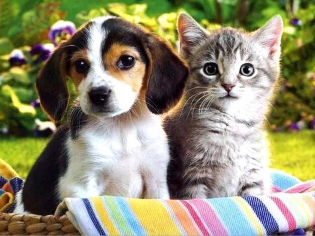 

Haft Diamentowy Mozaika Obra Piesek I Kotek 30x30