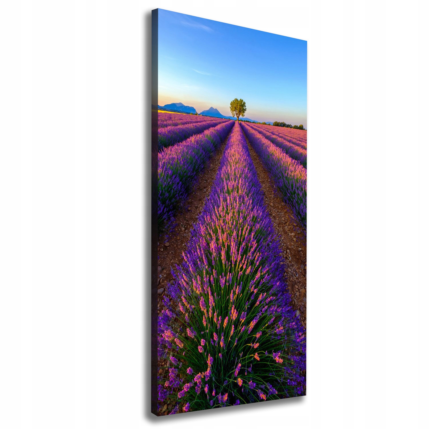 Fotoobraz canvas do obývacího pokoje Pole levandule 50x125