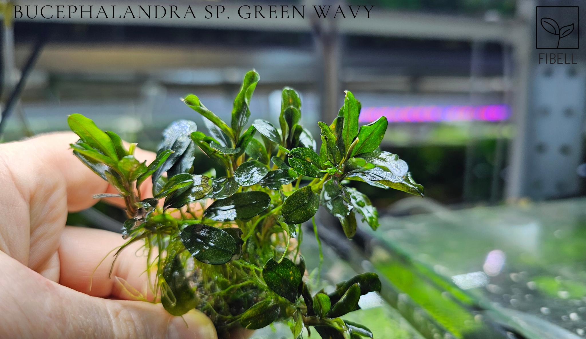 Bucephalandra sp. Green Wavy -kolekcja od fibell