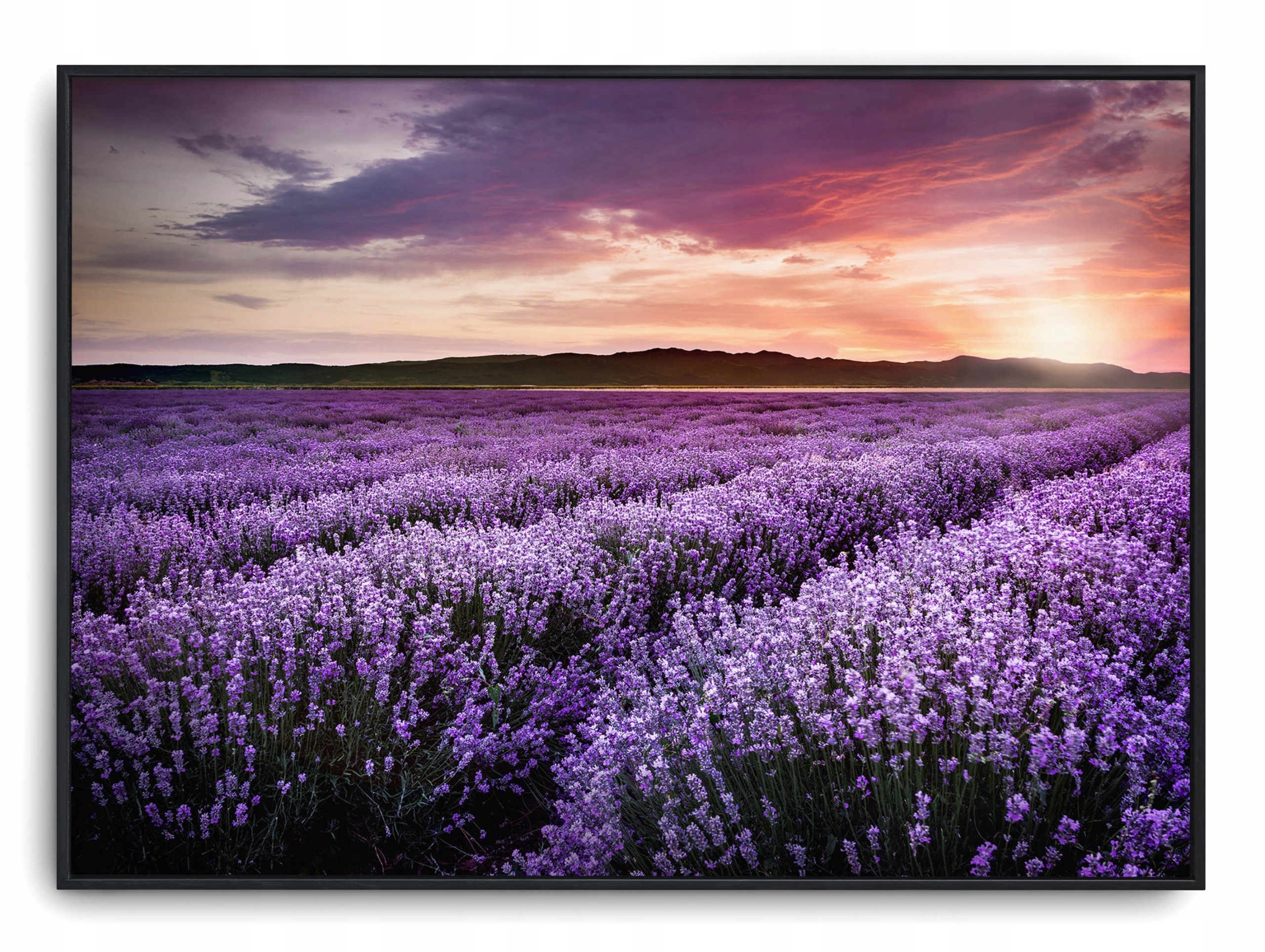 

Plakat r B2 70x50 cm Pole Lawendy Natura Zachód Sł