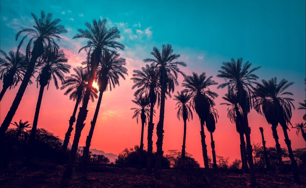 

Fototapeta Flizelinowa Tropikalne palmy 416x254