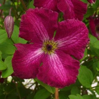 Клематис-Clematis KERMESINA