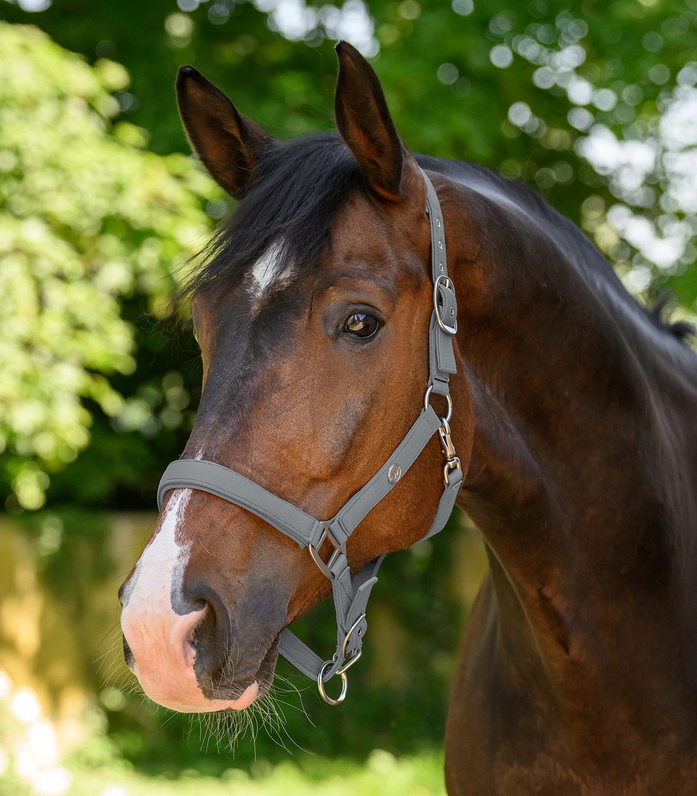 Kantar satynowy Trinidad podwójna regulacja Waldhausen chrome grey Cob