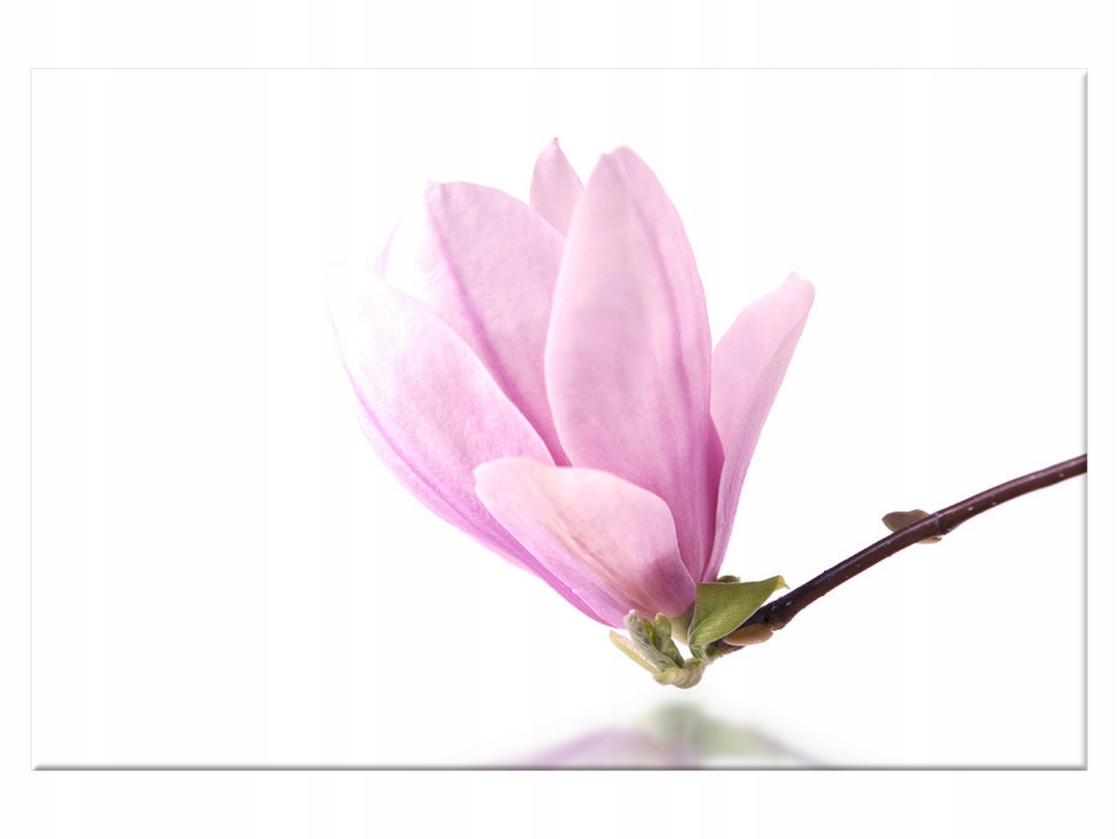 

Obraz Gałązka magnolii 60x40 Kwiaty 1181A_1E