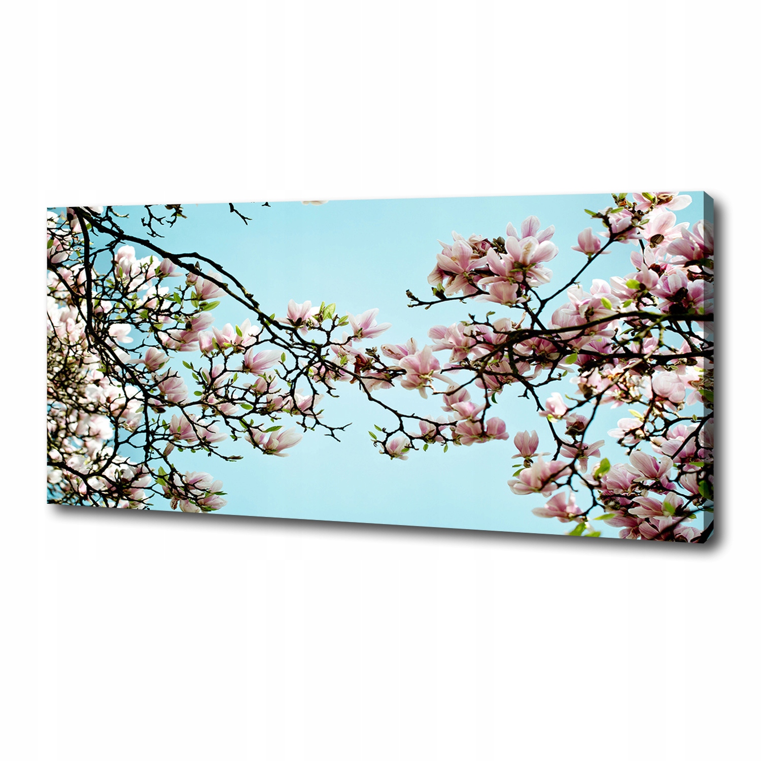 

Foto obraz na płótnie Kwiaty magnolii 125x50 cm