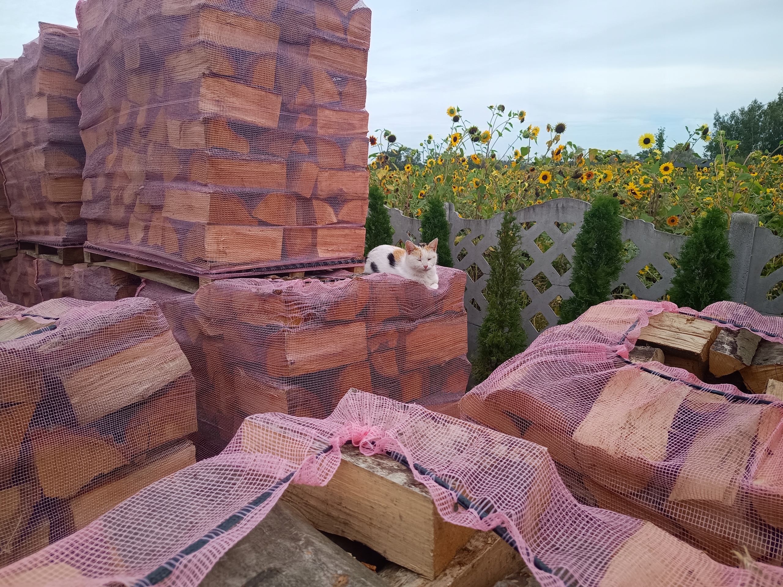 Grab wałki ilości hurtowe Typ produktu drewno