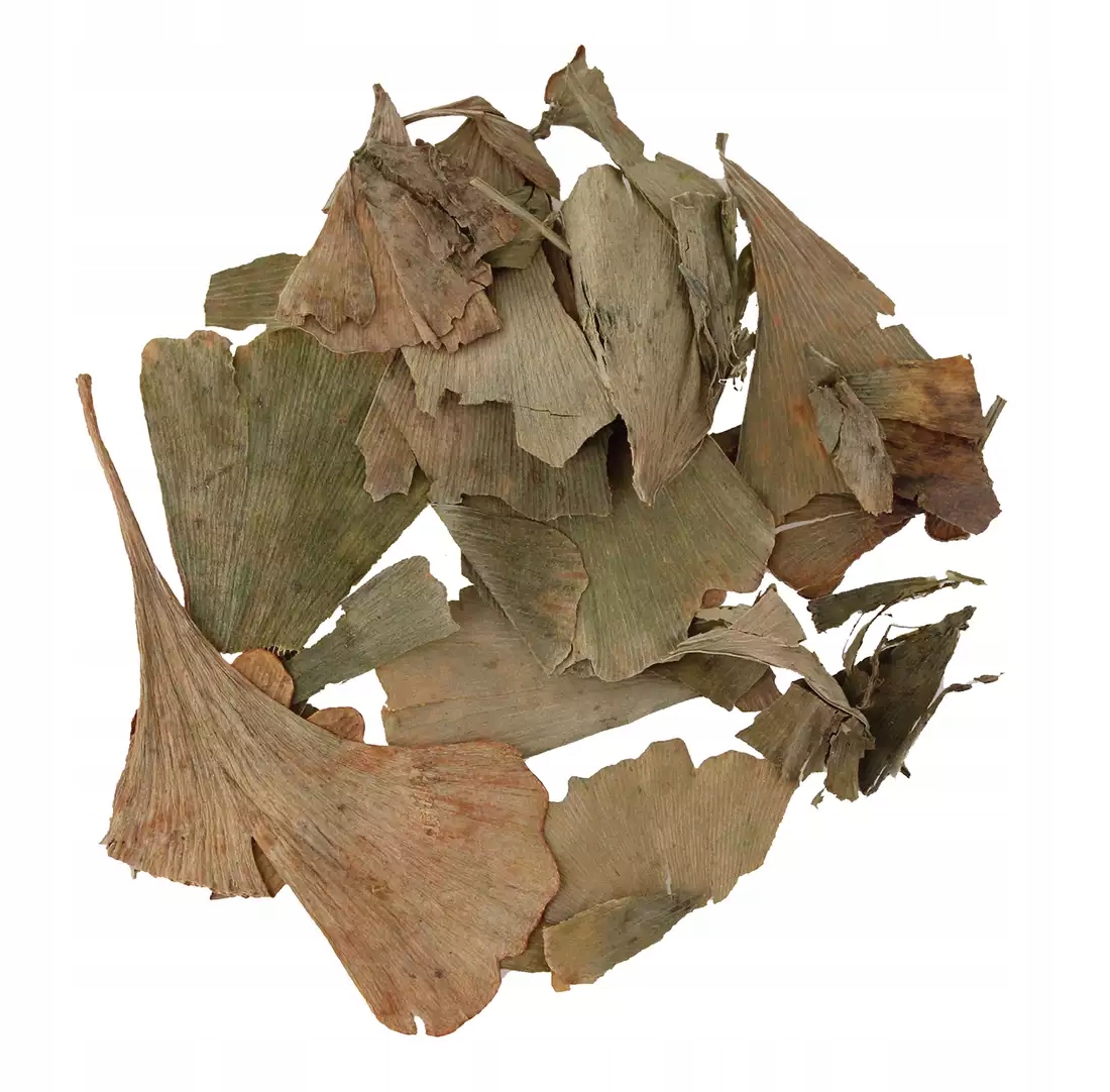 Ginkgo biloba liść cały 5kg na napar herbata ziołowa bez chemii