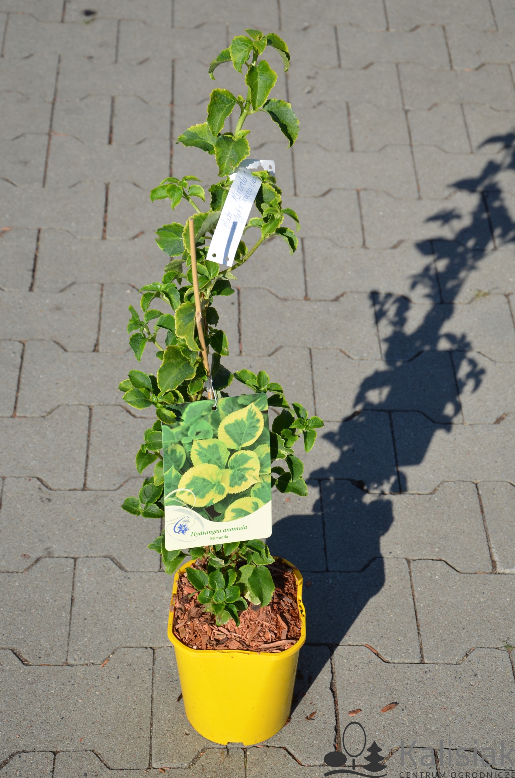 Hydrangea anomala 'Mirranda' Hortensja pnąca 60-80 cm 2L