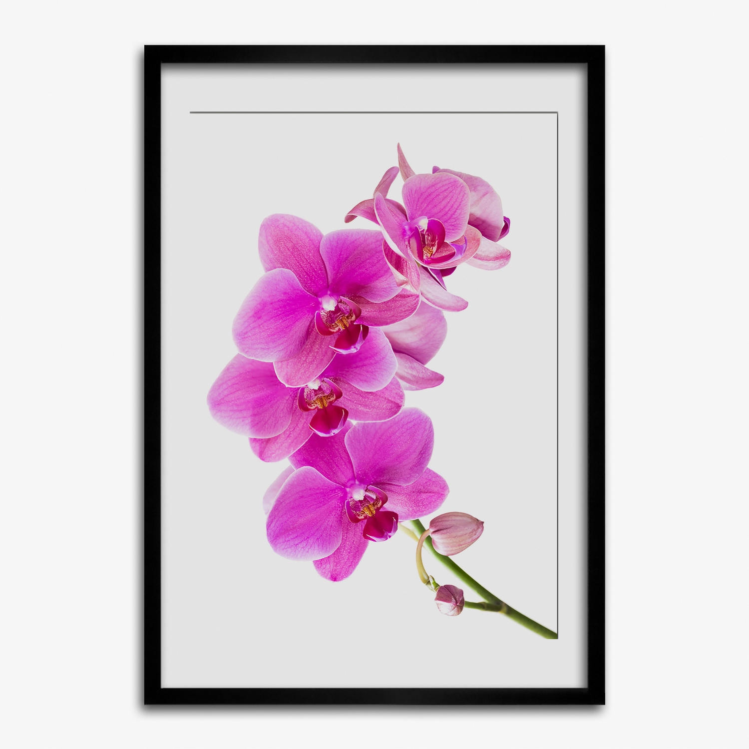 Fotoobraz na zeď do kanceláře Růžová orchidej 70x100