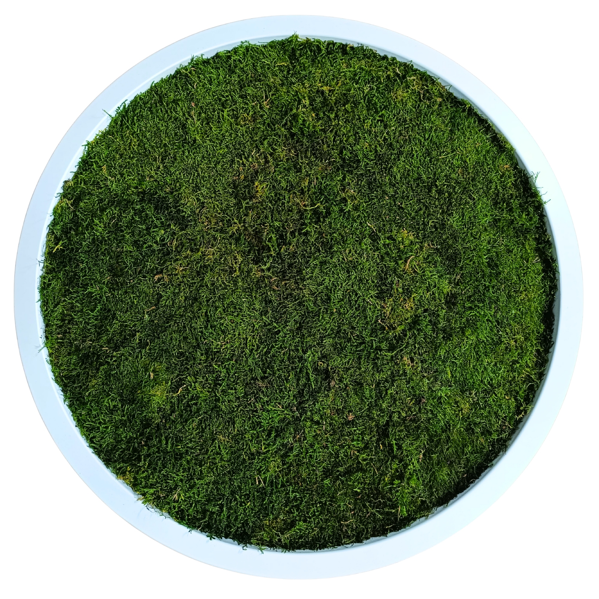 Obraz Mech Plochý dřevěný Kulatý bílý rám Živý stabilizovaný 20 cm