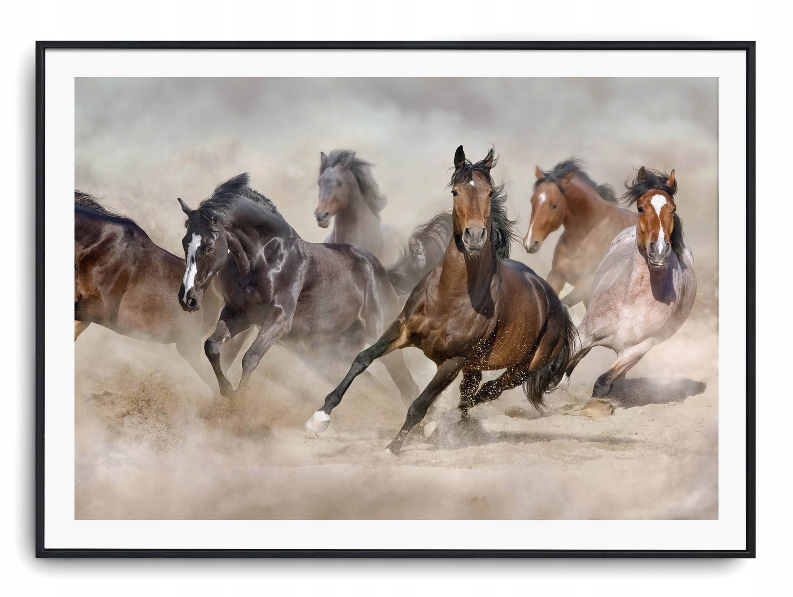 

Plakat r 40x30 cm Zwierzęta Konie Koń Natura