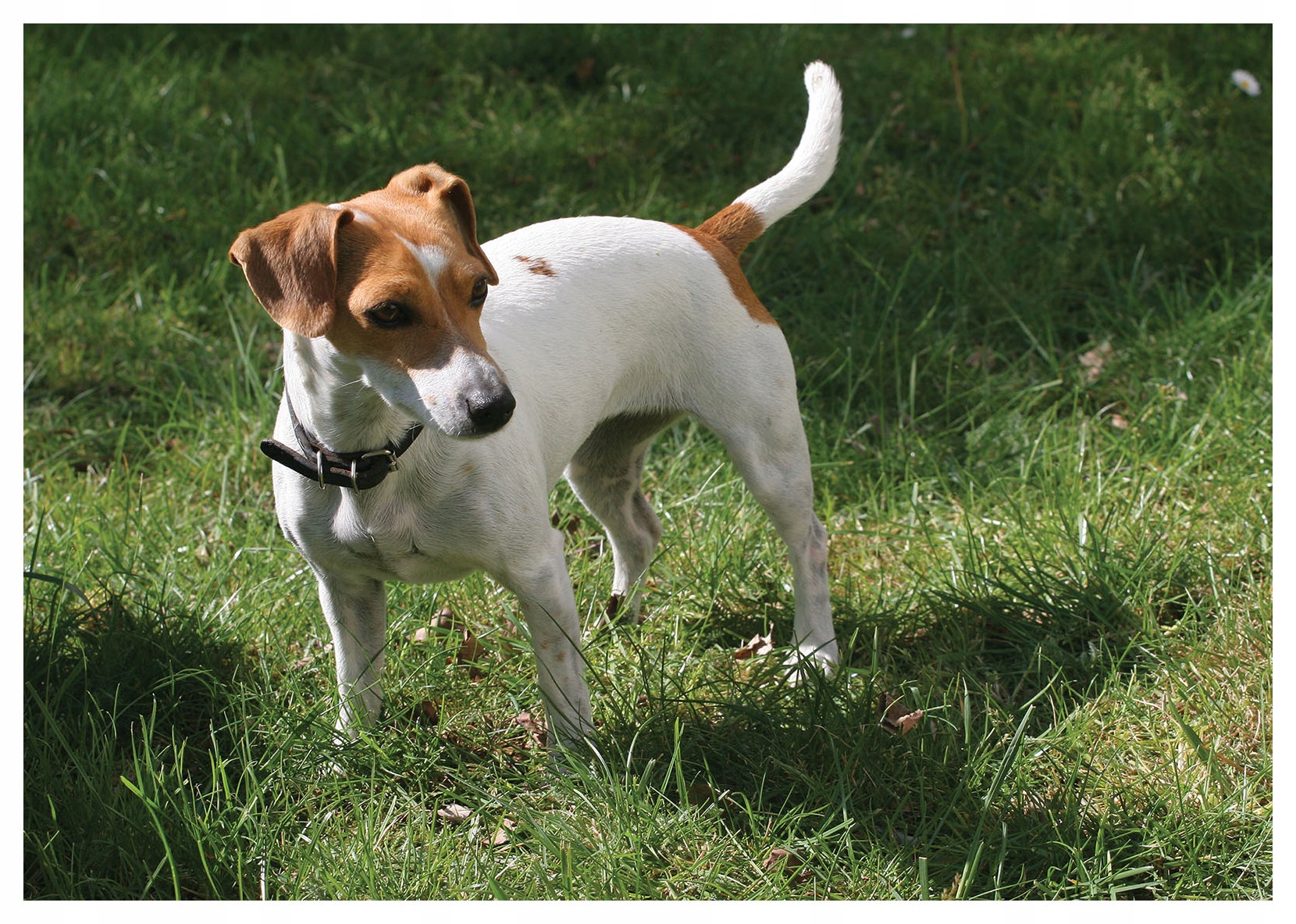Vliesová fototapeta Jack Russell na trávě, energie přírody 350x250 lepidlo