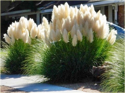 ТРАВА PAMPASOWA-ПРИВЛЕКАТЕЛЬНЫЕ ПУШИСТЫЕ СОЦВЕТИЯ