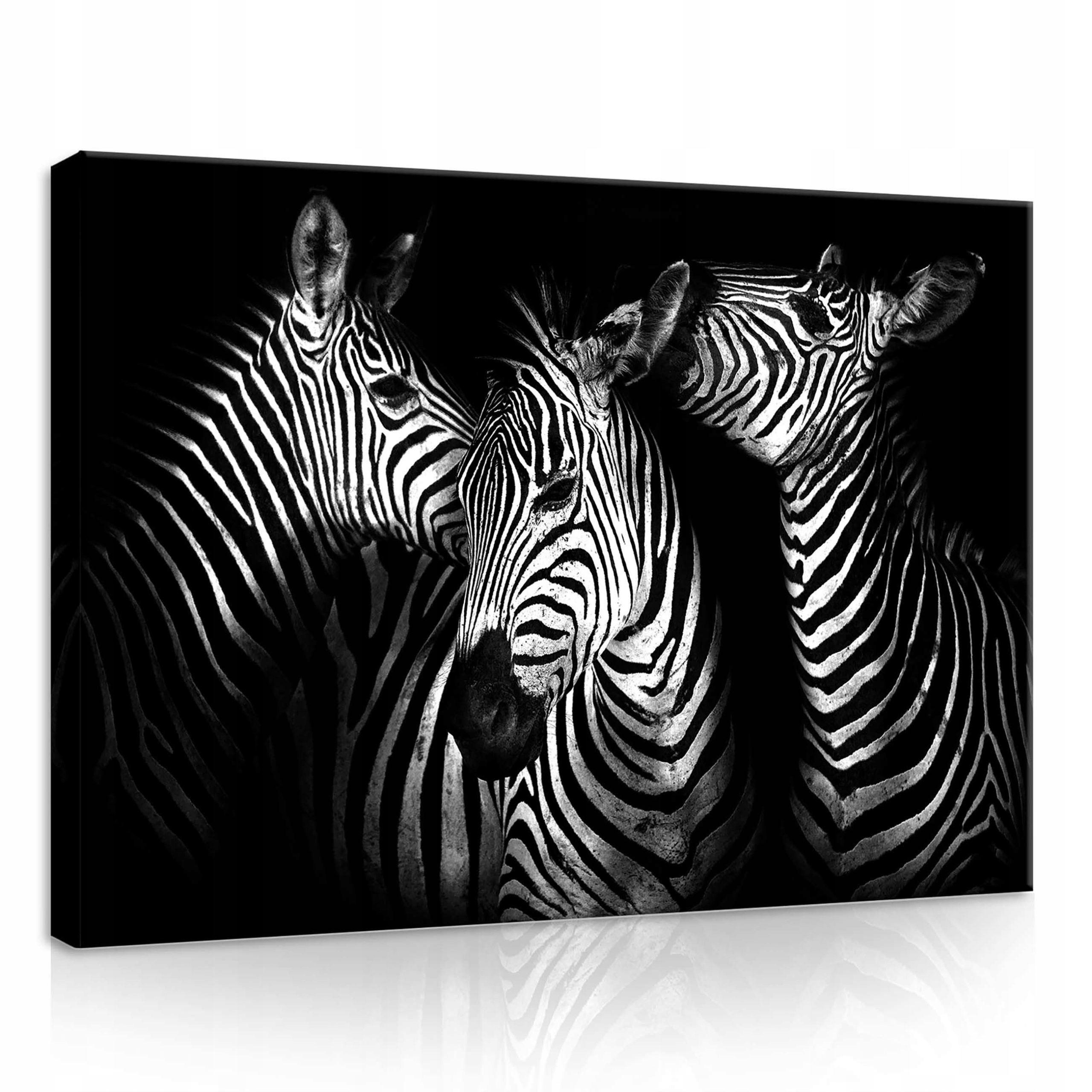 Obraz 70x50 Zebra černobílý portrét divoká příroda pruhy kontrast