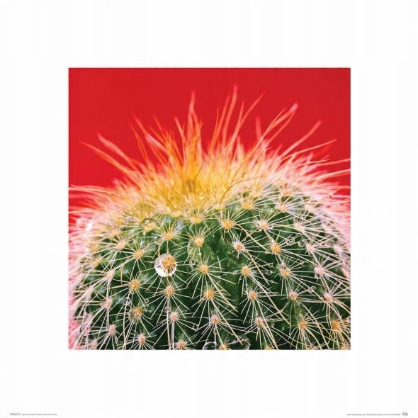 

Kaktus Mammillaria - reprodukcja 60x80 cm