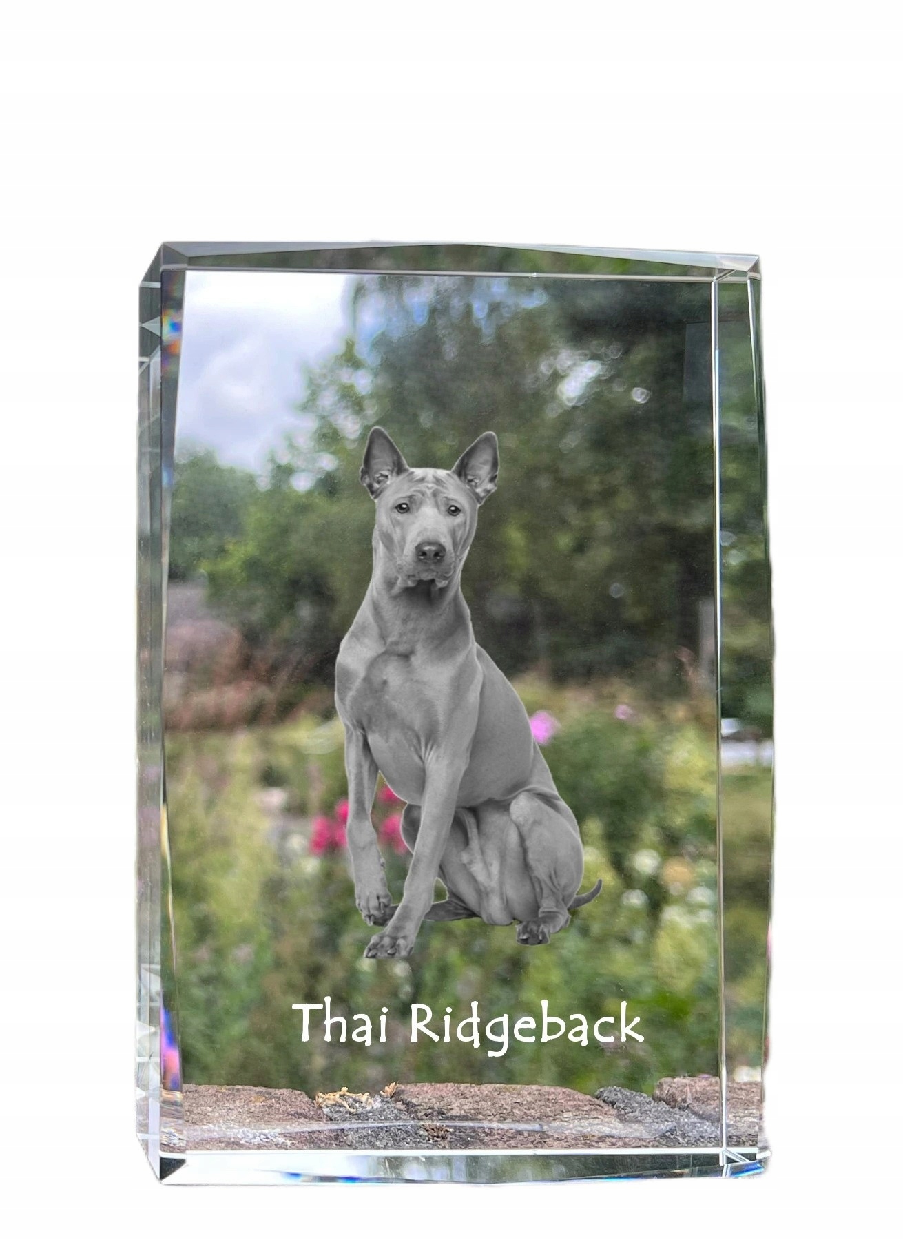 Thai Ridgeback fotografia psa v kryštáli, suvenír, trofej, poďakovanie