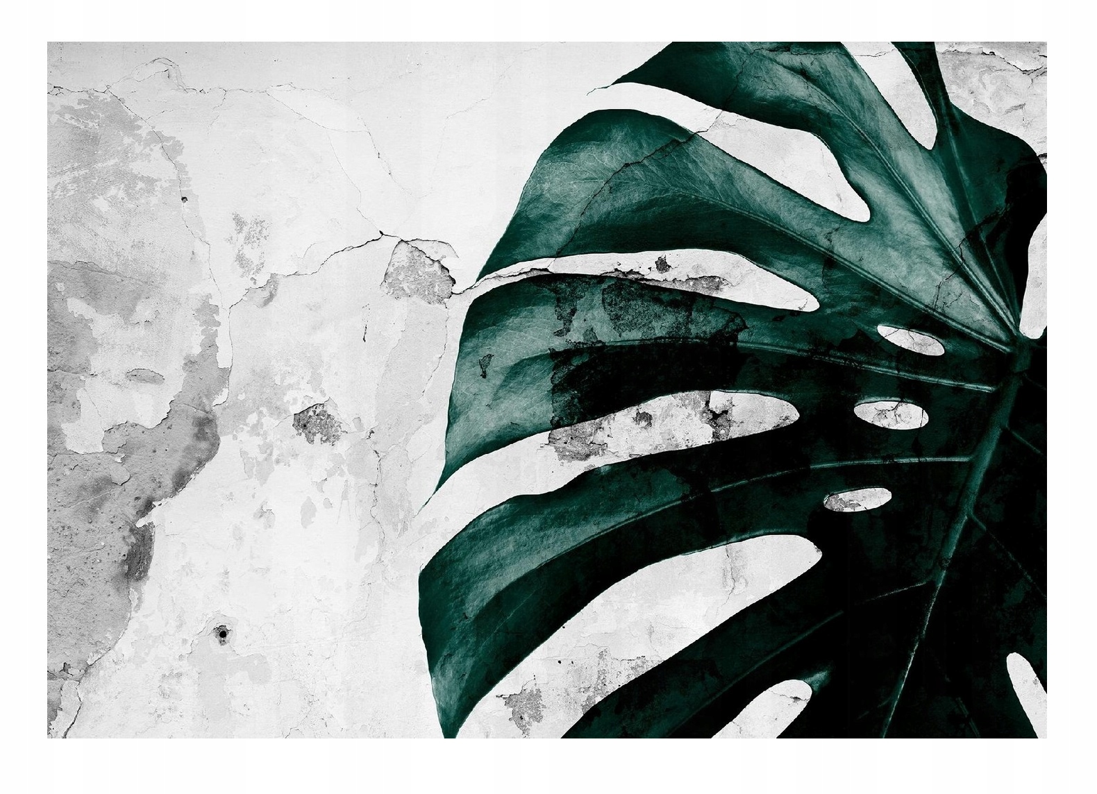 Vinylová Fototapeta Na Flizelině Listy Monstera Na Betonu Omítka 416x254