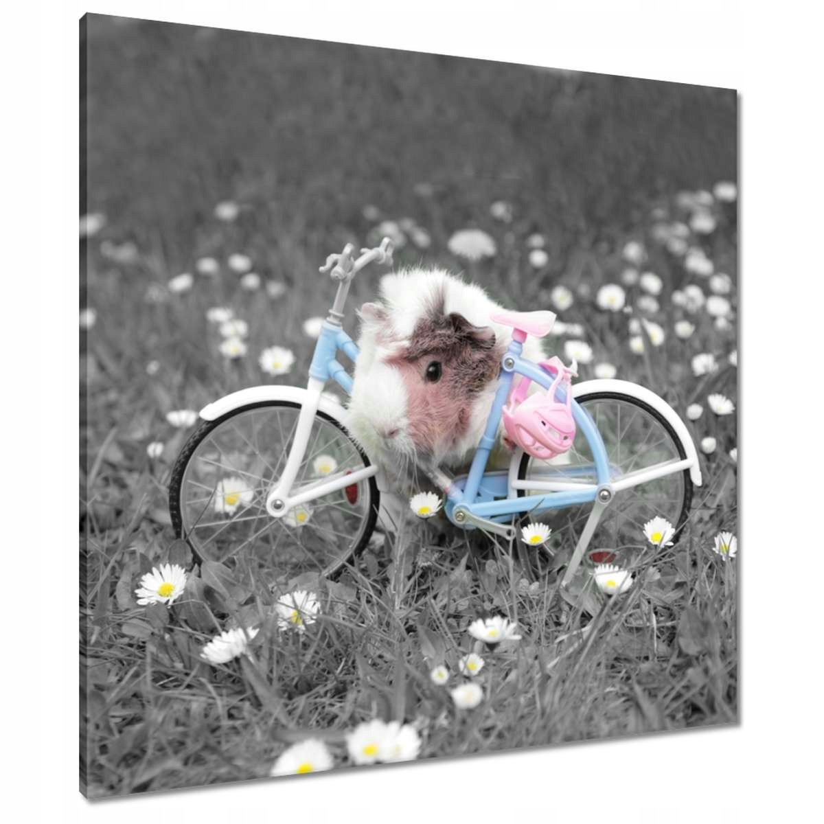 Obrazy 80x80 Morče s odrážedlem