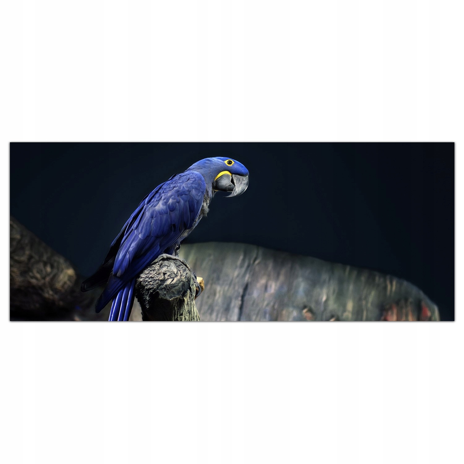 

Obraz na szkle Foto Ara Papuga Ptak Zwierzę 125x50