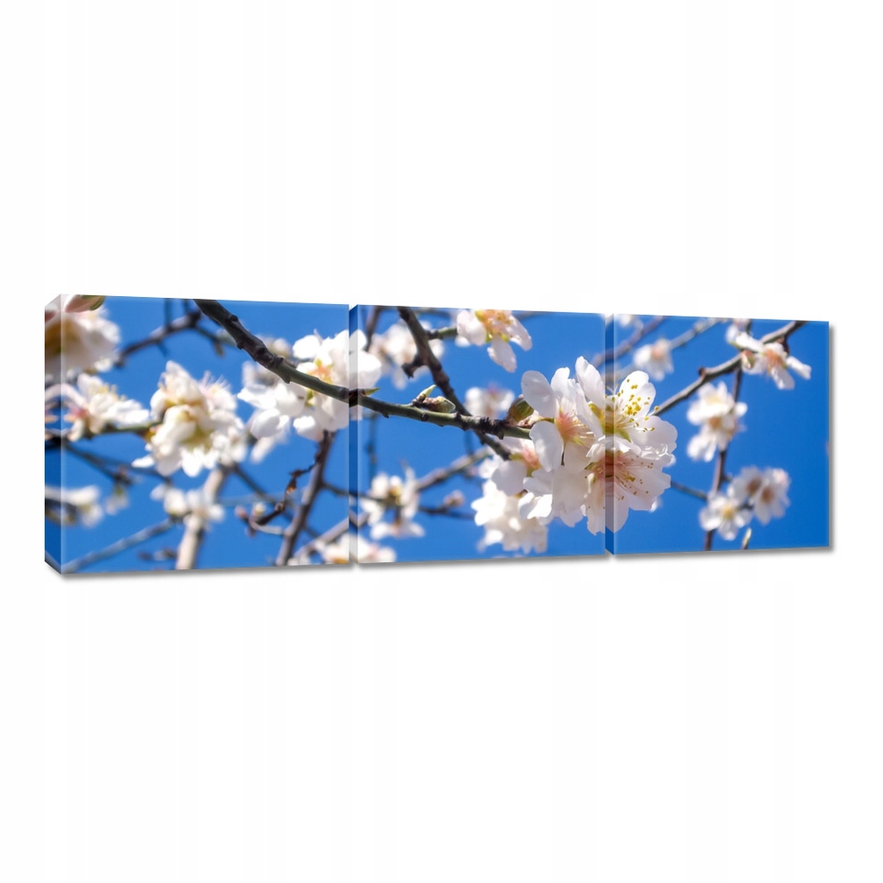 

Obrazy 90x30 Kwiat jabłoni