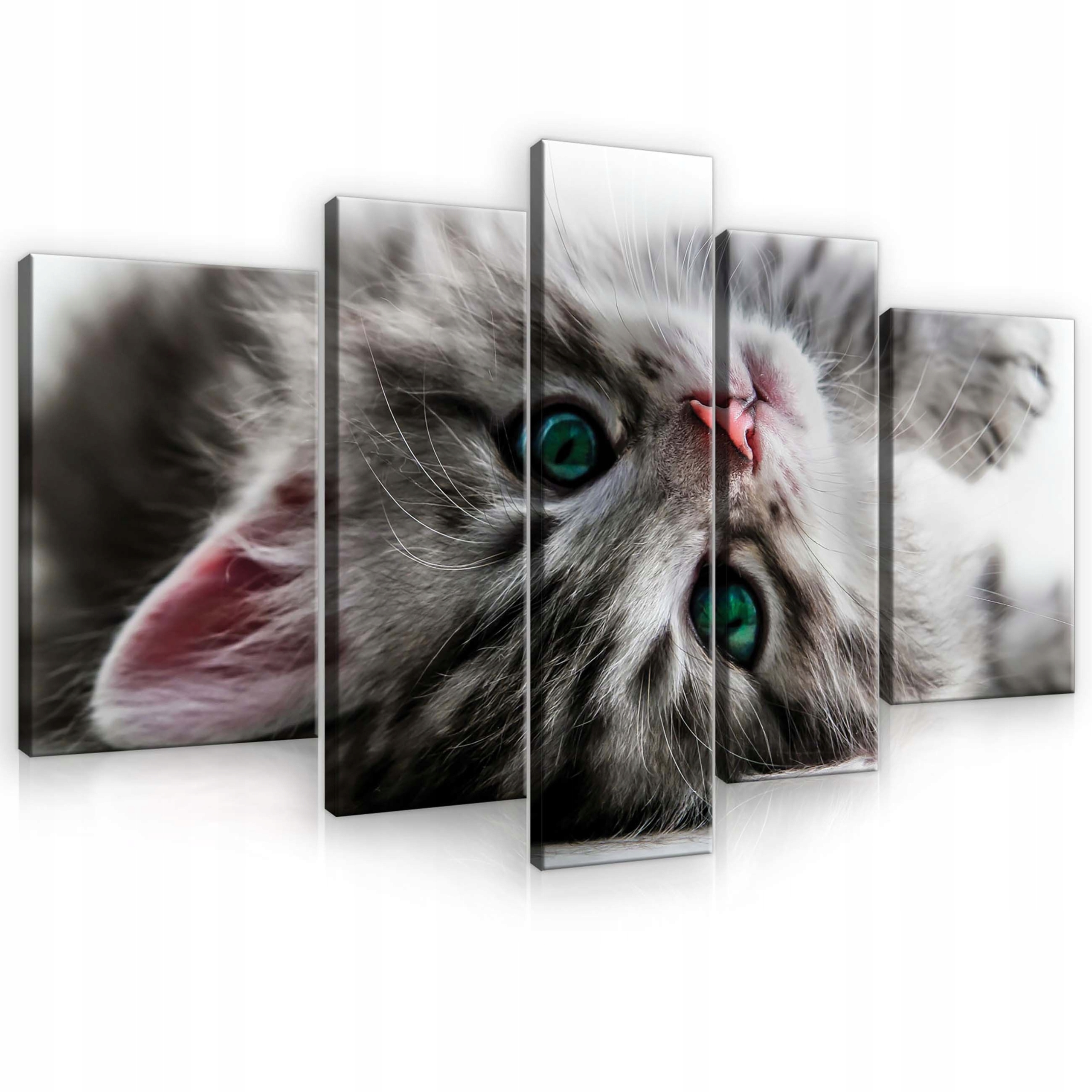 Obraz 170x100 Mačka Mačiatko roztomilé nadýchané roztomilé hravé domáce zviera