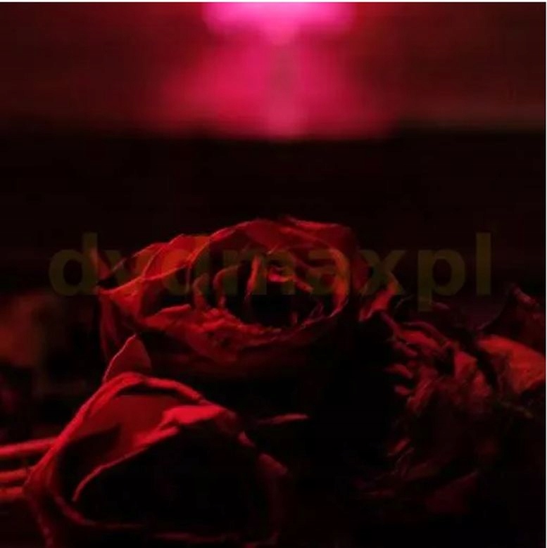 Paper Kites Roses Niska cena na Allegro.pl