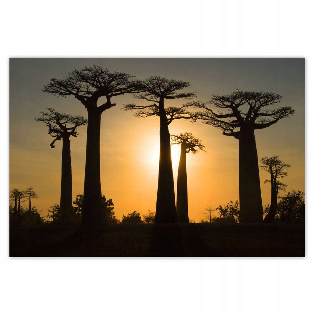 Plakáty 200x135 Baobaby z Madagaskaru