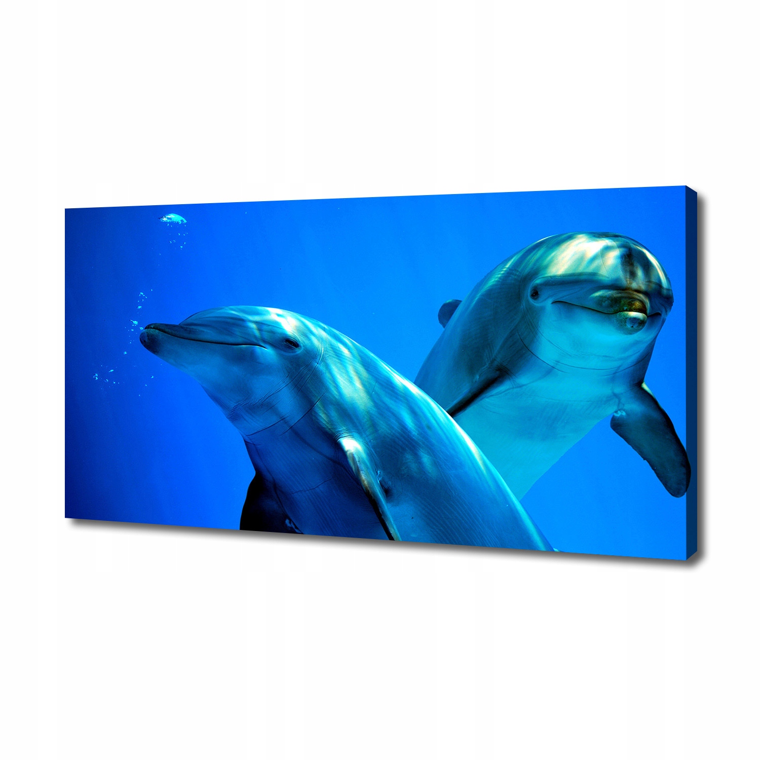 

Foto obraz canvas na ścianę Dwa delfiny 140x70 cm