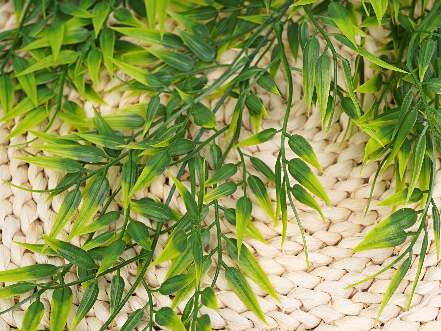 RUSKUS ZWISAJĄCA GĘSTA ZIELONA ROŚLINA 75cm DEKORACJA ZWIS ŚLUB WESELE Kolor zielony